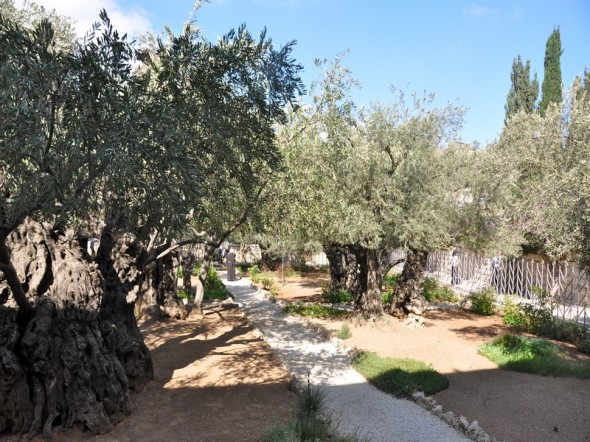 EL JARDIN DE GETSEMANI