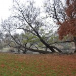 JARDINES SEMPIONE
