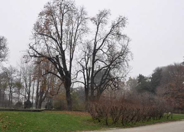 DSC_0351 (1)